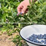 The Secret to a Bumper Blueberry Harvest—Increased Yields and Income